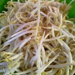 ถั่วงอก