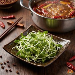 ต้นอ่อนทานตะวัน