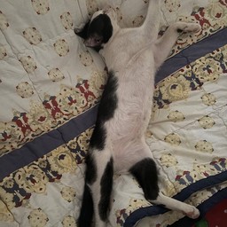 ครัวแม่เหมียว "MOM & MEOW"