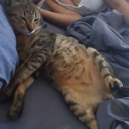 กิ๋นลำ ชมจันทร์