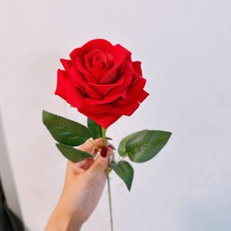 กุหลาบดอกใหญ่