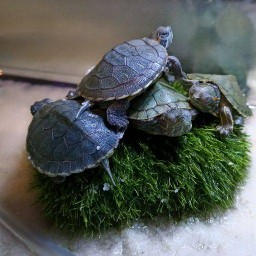 ร้านอิงอิงฟิชชิ่ง ปลาสวยงามแพร่