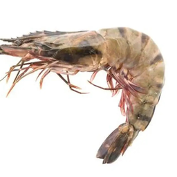 PRAWN 100G