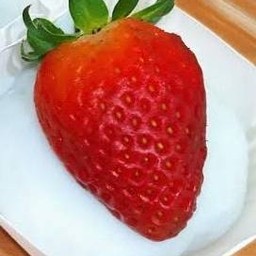 ไดฟุกุปั้นสดสงขลา ชาราดอุทิศราษฏร์อุทิศ1ซอย20