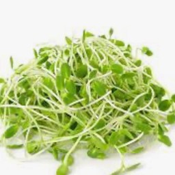 ต้นอ่อนทานตะวัน