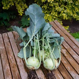 เจ๊มีนตามสั่ง