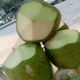 มะพร้าวเกรียนเขียว