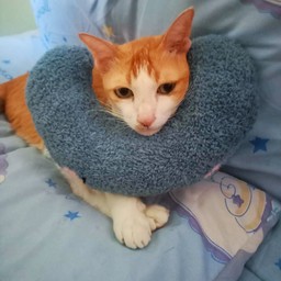 ติ๊บค่าขนมแมวเลียน้องพลอย