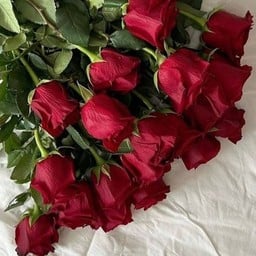 อิ่มรัก บ้านเหมียว