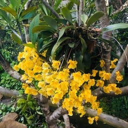 อเมซอน วิลเลจ