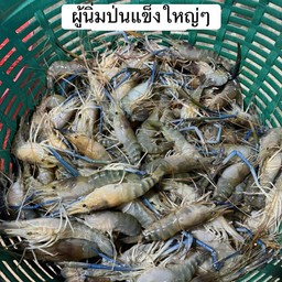 กุ้งผู้จัมโบ้
