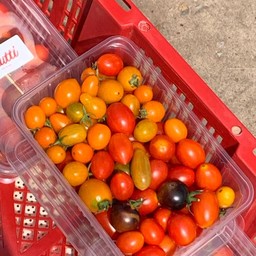 มะเขือเทศกล่องใหญ่