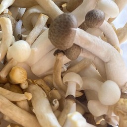 เห็ดชิเมจิ