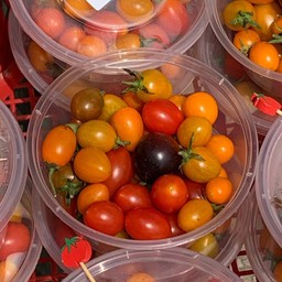 มะเขือเทศกล่องเล็ก