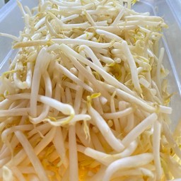 ถั่วงอก