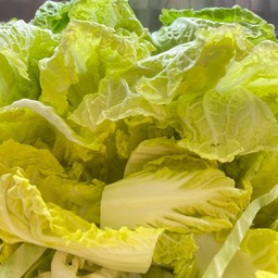 ผักกาดขาว