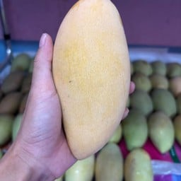 ข้าวเหนียวมะม่วง : Home Grown Mango