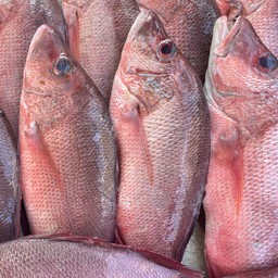 กะพงแดงหิน XL 紅鯛魚（石鯛）可以根據您的要求烹調。