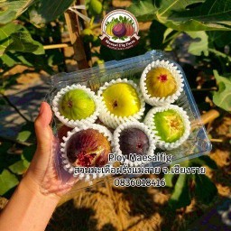 ลูกฟิกส์สด สวนมะเดื่อฝรั่งแม่สาย