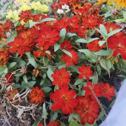 อิ่มอาหารตามสั่ง ประดิพัทธ์