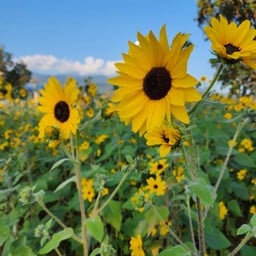 สวนสาธารณะอบจ.เชียงใหม่