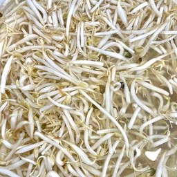 ถั่วงอก