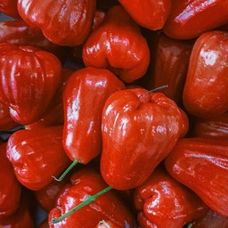 ชมพู่ทับทิมจันทร์