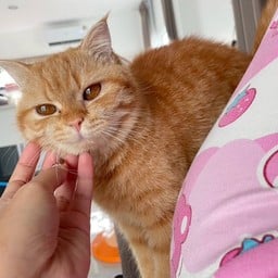 ชา_เหมียว 🐱 ศรีเทพวิลเลจนีโอ บางปะกง
