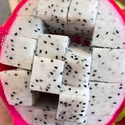 ต้นกระเพรา