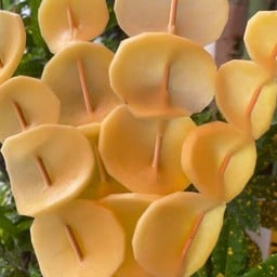 ชวนล่า(串辣)