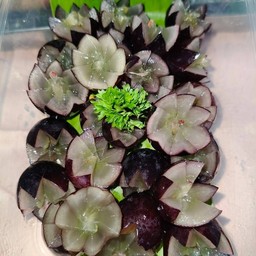 องุ่นดำนอก ไร้เม็ด