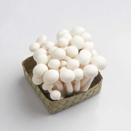 เห็ดชิเมจิ Shimeji Mushroom
