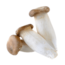 เห็ดออรินจิ Oyster Mushroom