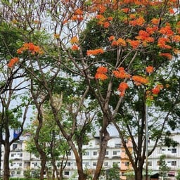 สวนสาธารณะรถไฟ เชียงใหม่