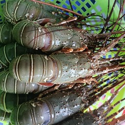 กุ้งมังกร โลละ 1,200