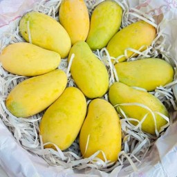 มะม่วงอกร่องสวนธรรมชาติ