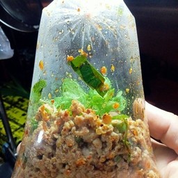 นายฮ้อยหมูพวง