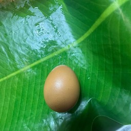 ไข่ไก่