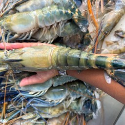 กุ้งแม่น้ำ 2/3ตัวโล