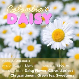 Colombia Daisy - Light Roast
