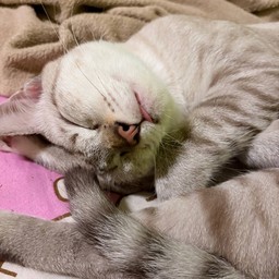 น้องถุงเงิน