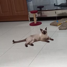 ทิปน้องเหมียว เสริมโชคลาภก้อนใหญ่ฟลุ๊คๆ