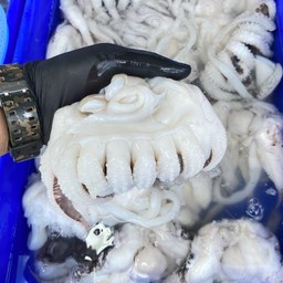 ปลาหมึกหัวกระดองผ่า 500g