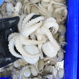 ปลาหมึกสาย 1 kg