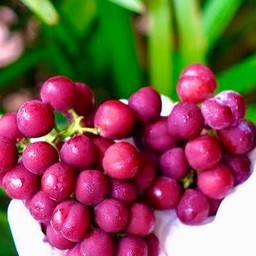 องุ่นแดง(candy)