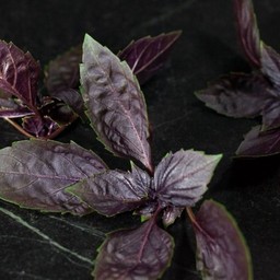 restaurantPhoto