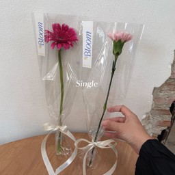 Single Gerbera