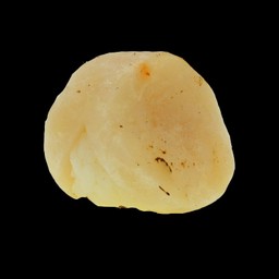 หอยเชลล์เบิร์น