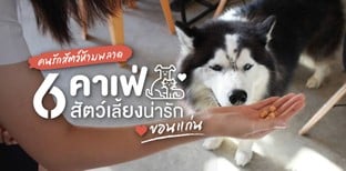 6 คาเฟ่สัตว์เลี้ยง ขอนแก่น ที่คนรักสัตว์ไม่ควรพลาด
