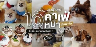 10 คาเฟ่หมาสุดน่ารัก บรรยากาศดีต่อใจ ไปสักครั้งหลงรักแน่นอน!